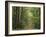 Chambord Forest, Loire, France-Adam Woolfitt-Framed Photographic Print