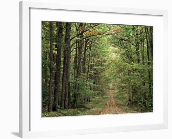 Chambord Forest, Loire, France-Adam Woolfitt-Framed Photographic Print