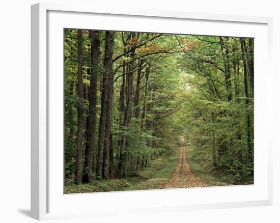 Chambord Forest, Loire, France-Adam Woolfitt-Framed Photographic Print