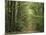 Chambord Forest, Loire, France-Adam Woolfitt-Mounted Photographic Print