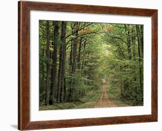 Chambord Forest, Loire, France-Adam Woolfitt-Framed Photographic Print