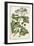 Chambray Botanical I-Phillip Miller-Framed Art Print