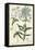 Chambray Botanical II-Phillip Miller-Framed Stretched Canvas