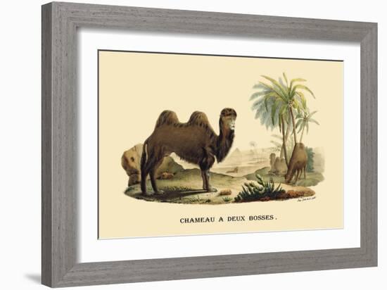 Chameau a Deux Bosses-E.f. Noel-Framed Art Print