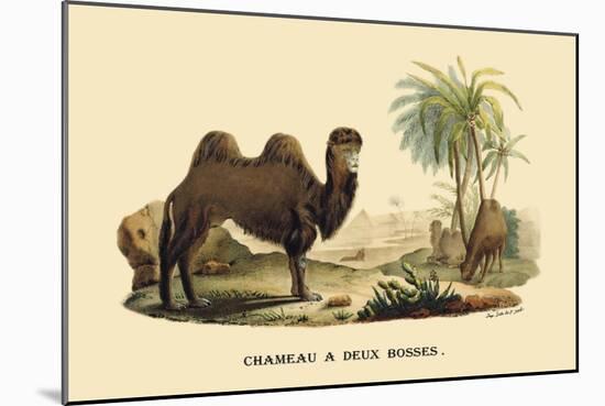 Chameau a Deux Bosses-E.f. Noel-Mounted Art Print