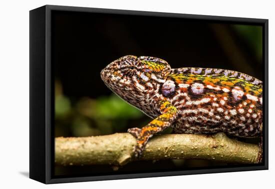 Chameleon, Andasibe-Mantadia National Park, Madagascar-Paul Souders-Framed Premier Image Canvas