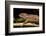 Chameleon, Andasibe-Mantadia National Park, Madagascar-Paul Souders-Framed Photographic Print