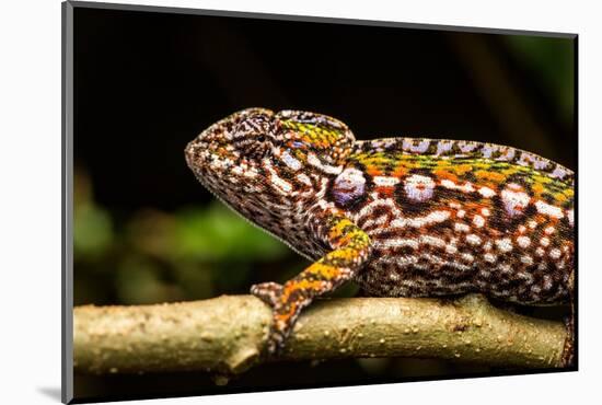 Chameleon, Andasibe-Mantadia National Park, Madagascar-Paul Souders-Mounted Photographic Print