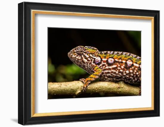 Chameleon, Andasibe-Mantadia National Park, Madagascar-Paul Souders-Framed Photographic Print