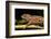 Chameleon, Andasibe-Mantadia National Park, Madagascar-Paul Souders-Framed Photographic Print