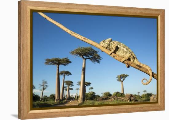 Chameleon, Avenue of Baobabs, Madagascar-Paul Souders-Framed Premier Image Canvas