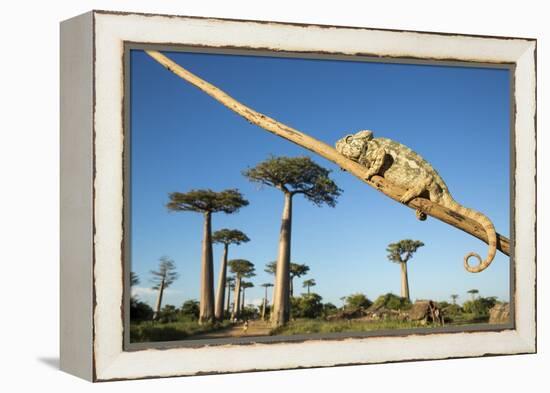 Chameleon, Avenue of Baobabs, Madagascar-Paul Souders-Framed Premier Image Canvas