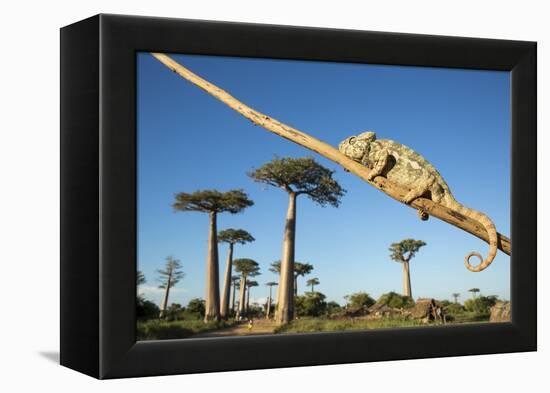 Chameleon, Avenue of Baobabs, Madagascar-Paul Souders-Framed Premier Image Canvas