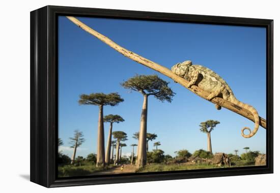 Chameleon, Avenue of Baobabs, Madagascar-Paul Souders-Framed Premier Image Canvas