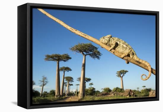 Chameleon, Avenue of Baobabs, Madagascar-Paul Souders-Framed Premier Image Canvas