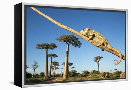 Chameleon, Avenue of Baobabs, Madagascar-Paul Souders-Framed Premier Image Canvas