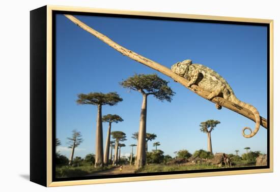 Chameleon, Avenue of Baobabs, Madagascar-Paul Souders-Framed Premier Image Canvas