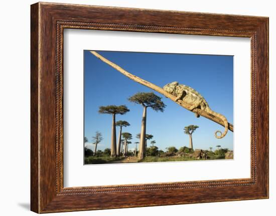 Chameleon, Avenue of Baobabs, Madagascar-Paul Souders-Framed Photographic Print