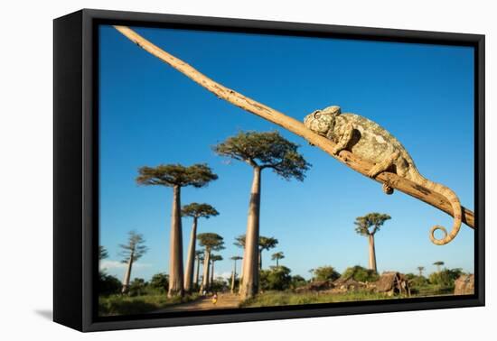 Chameleon, Avenue of Baobabs, Madagascar-Paul Souders-Framed Premier Image Canvas