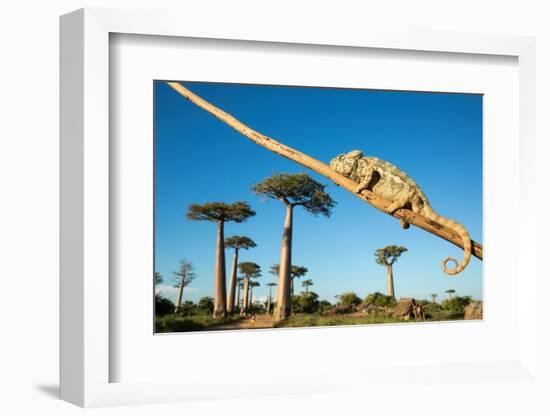 Chameleon, Avenue of Baobabs, Madagascar-Paul Souders-Framed Photographic Print