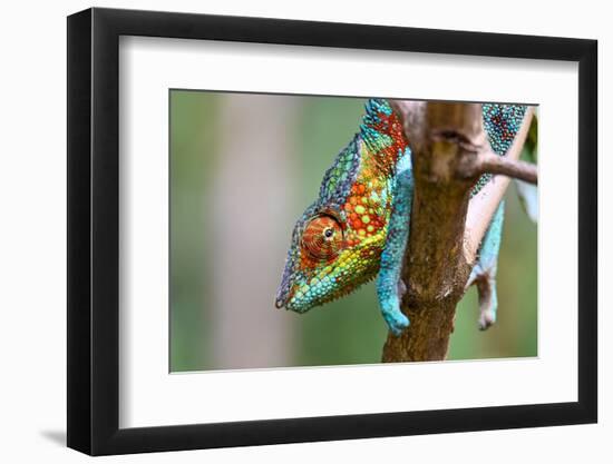 Chameleon Furcifer Pardalis, Madagascar Nature-mirecca-Framed Photographic Print