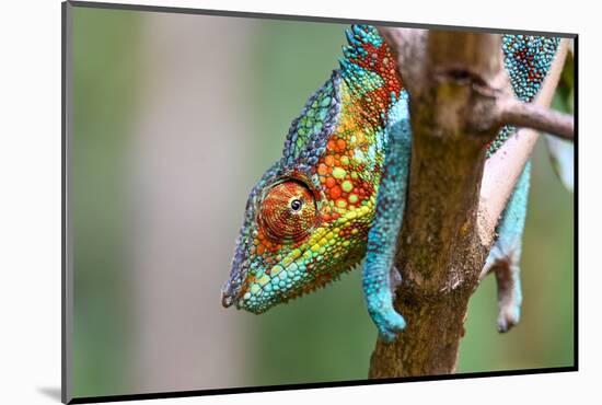 Chameleon Furcifer Pardalis, Madagascar Nature-mirecca-Mounted Photographic Print