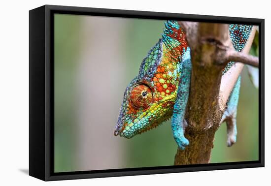 Chameleon Furcifer Pardalis, Madagascar Nature-mirecca-Framed Premier Image Canvas