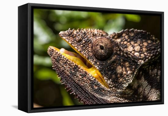 Chameleon, Isalo National Park, Madagascar-Paul Souders-Framed Premier Image Canvas