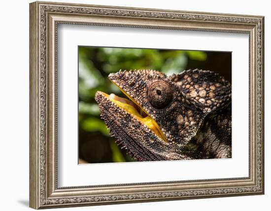 Chameleon, Isalo National Park, Madagascar-Paul Souders-Framed Photographic Print