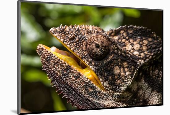 Chameleon, Isalo National Park, Madagascar-Paul Souders-Mounted Photographic Print