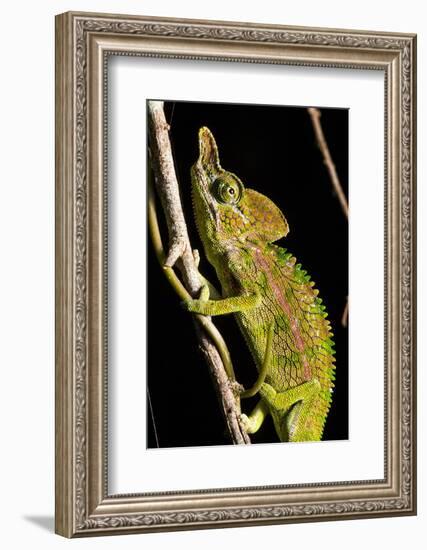 Chameleon, Kirindy Forest Reserve, Madagascar-Paul Souders-Framed Photographic Print