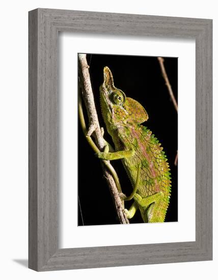 Chameleon, Kirindy Forest Reserve, Madagascar-Paul Souders-Framed Photographic Print