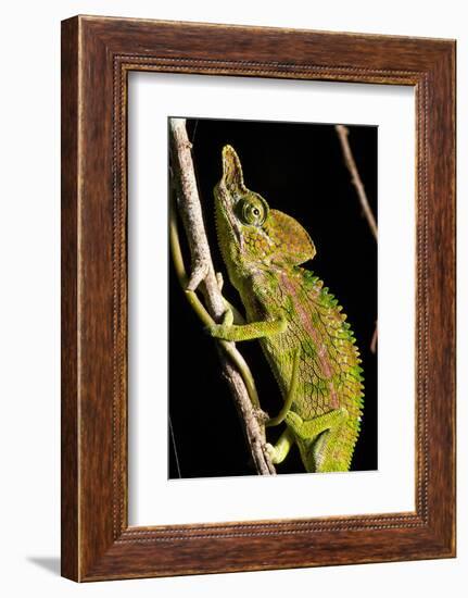 Chameleon, Kirindy Forest Reserve, Madagascar-Paul Souders-Framed Photographic Print