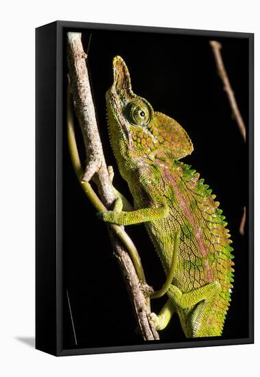 Chameleon, Kirindy Forest Reserve, Madagascar-Paul Souders-Framed Premier Image Canvas