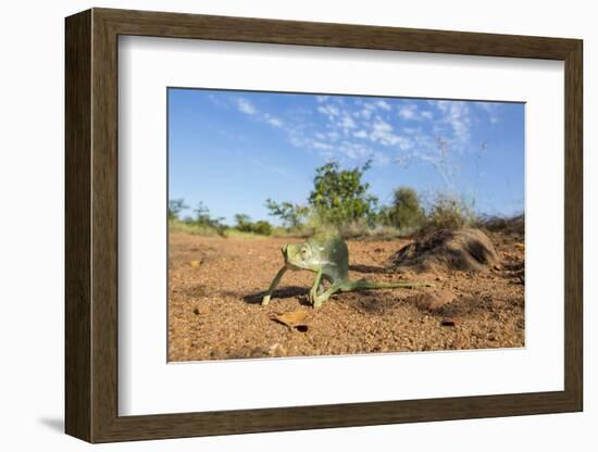 Chameleon, Kruger National Park, South Africa-Paul Souders-Framed Photographic Print