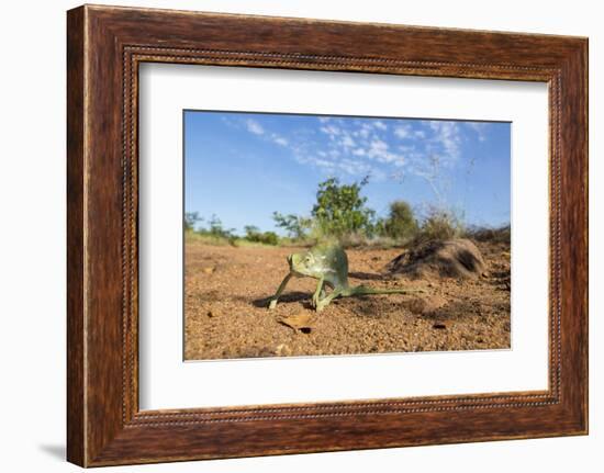 Chameleon, Kruger National Park, South Africa-Paul Souders-Framed Photographic Print