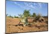 Chameleon, Kruger National Park, South Africa-Paul Souders-Mounted Photographic Print