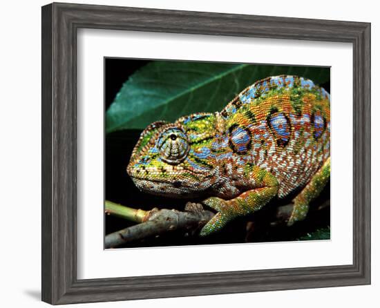 Chameleon, Madagascar-Charles Glover-Framed Art Print