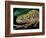 Chameleon, Madagascar-Charles Glover-Framed Art Print