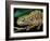 Chameleon, Madagascar-Charles Glover-Framed Art Print