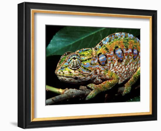 Chameleon, Madagascar-Charles Glover-Framed Art Print