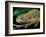 Chameleon, Madagascar-Charles Glover-Framed Art Print