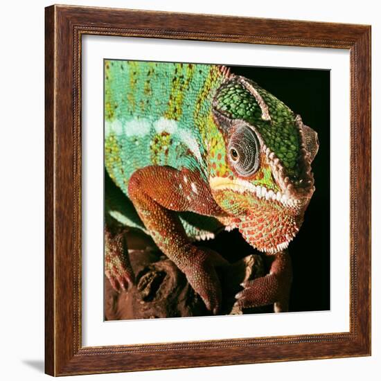 Chameleon-Linda Wright-Framed Premium Photographic Print