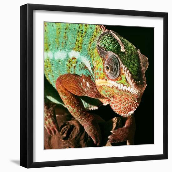 Chameleon-Linda Wright-Framed Premium Photographic Print