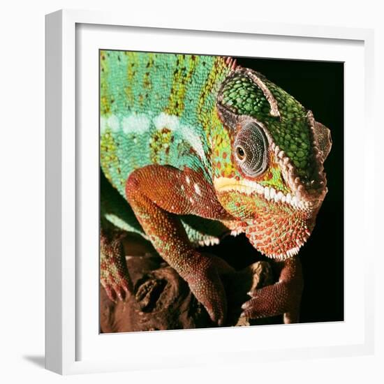 Chameleon-Linda Wright-Framed Premium Photographic Print