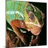 Chameleon-Linda Wright-Mounted Premium Photographic Print