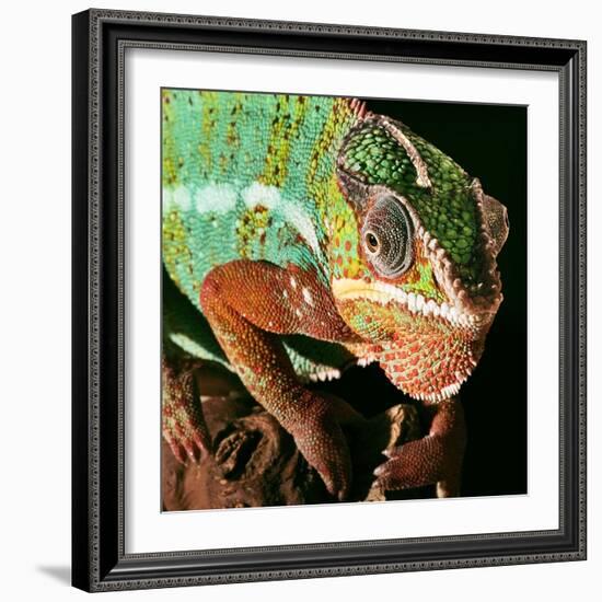 Chameleon-Linda Wright-Framed Premium Photographic Print