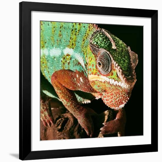 Chameleon-Linda Wright-Framed Photographic Print