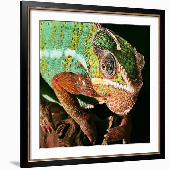 Chameleon-Linda Wright-Framed Photographic Print