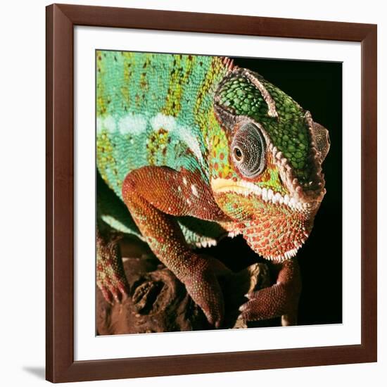 Chameleon-Linda Wright-Framed Photographic Print